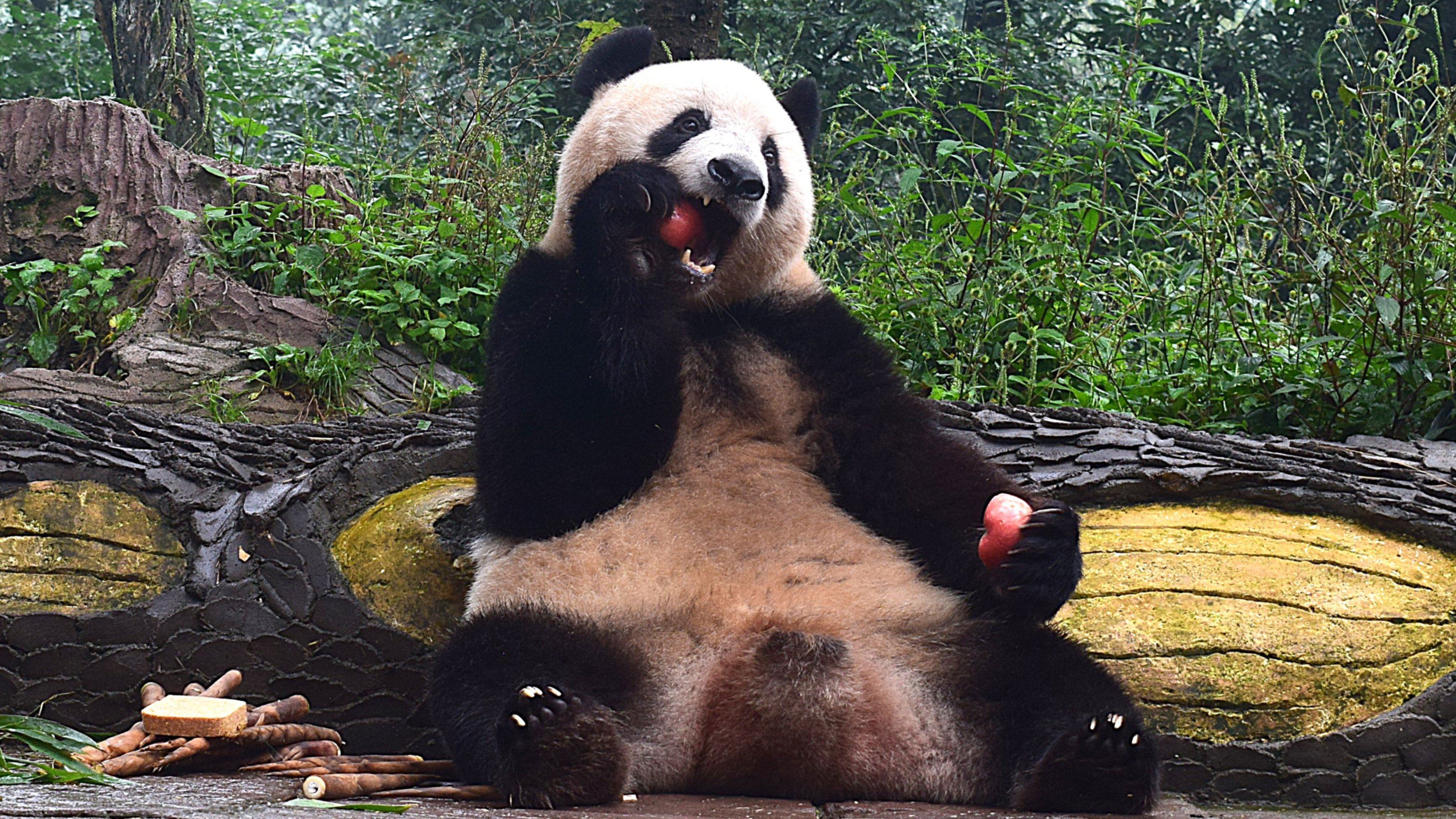 パンダ Panda Xiang Xiang settles in China after return from Japan
