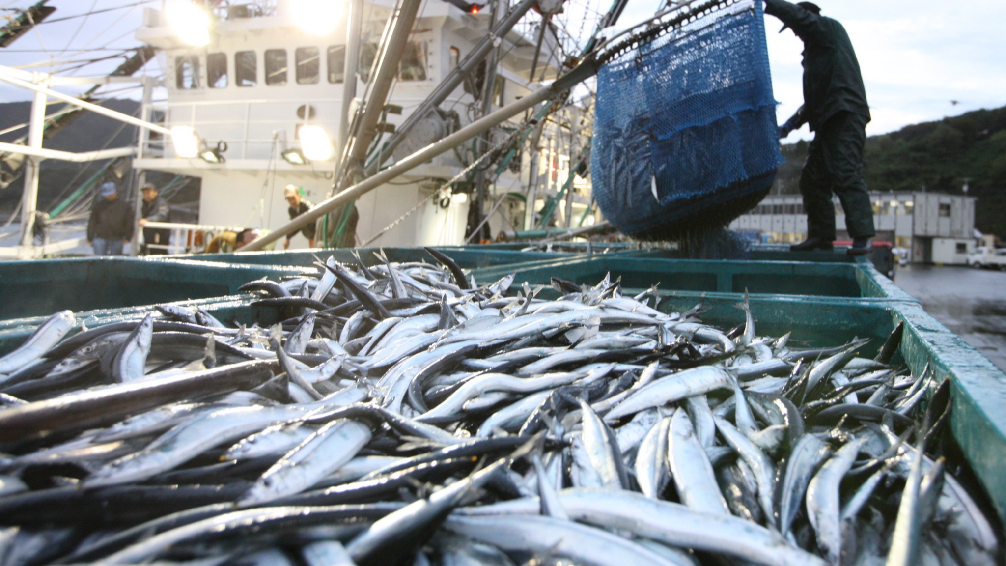 Japan lender joins Vietnam, South Korea players for onshore fish farming -  Nikkei Asia