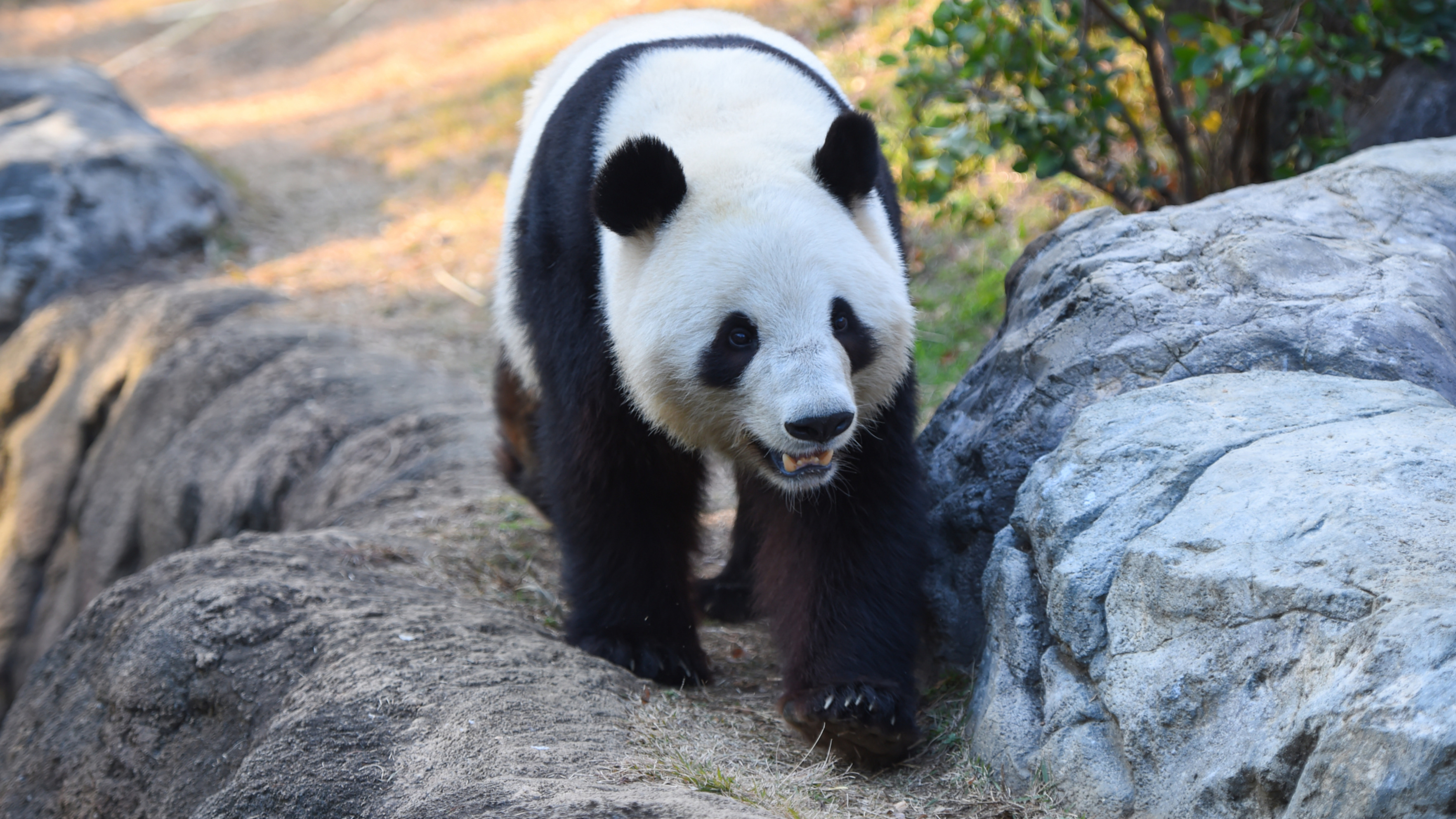 Japan's last 2 pandas headed to China in January - Nikkei Asia