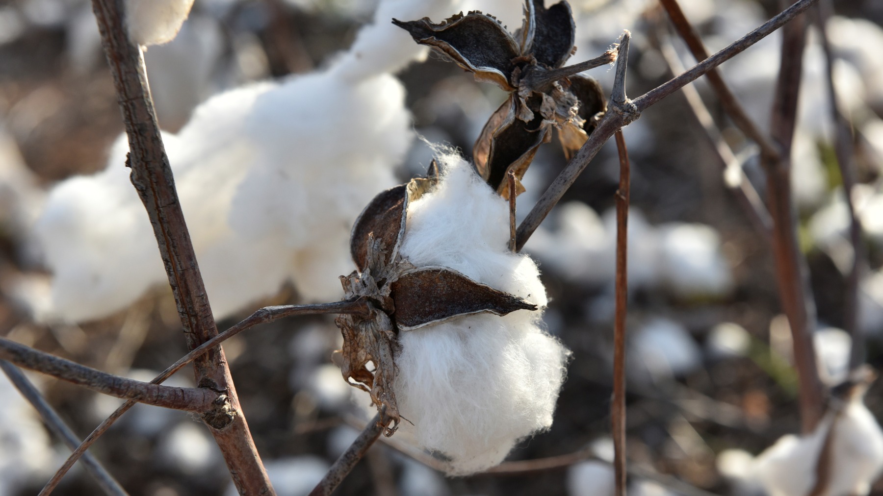 Pakistan's ancient cotton production declines, worsening trade deficit -  Nikkei Asia