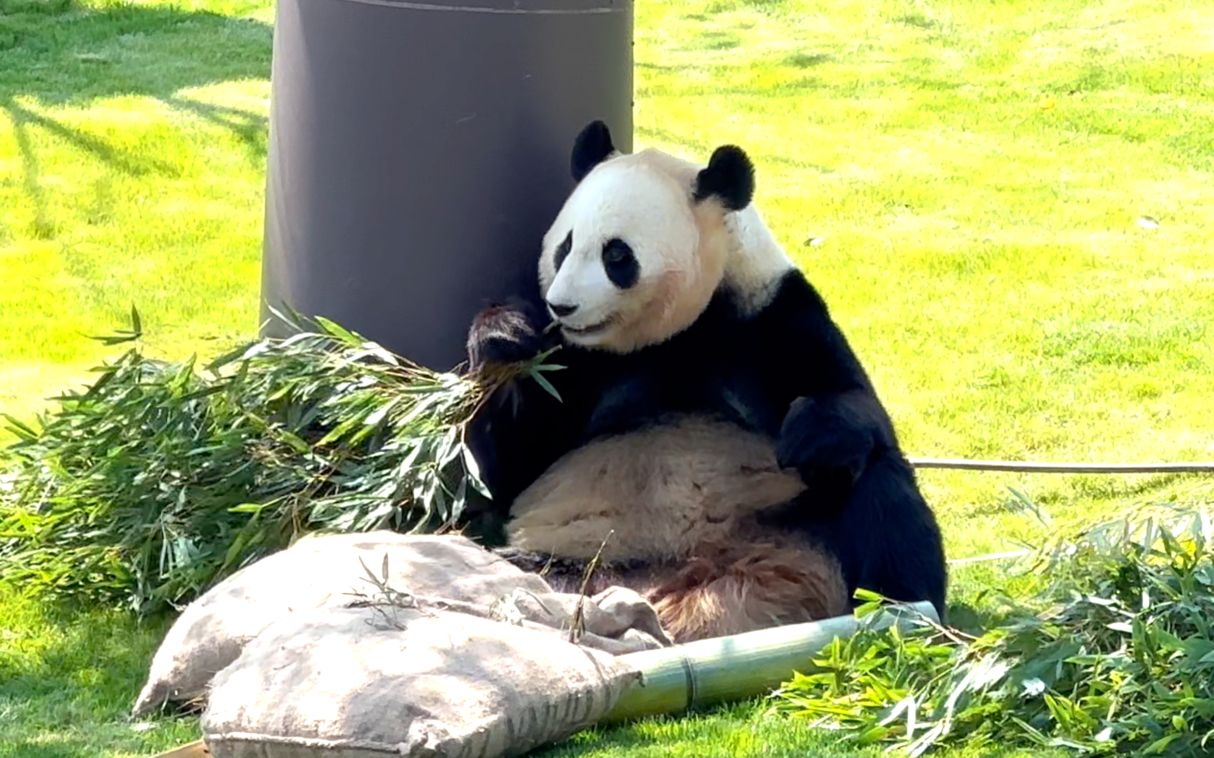 Japan's last 2 pandas headed to China in January - Nikkei Asia