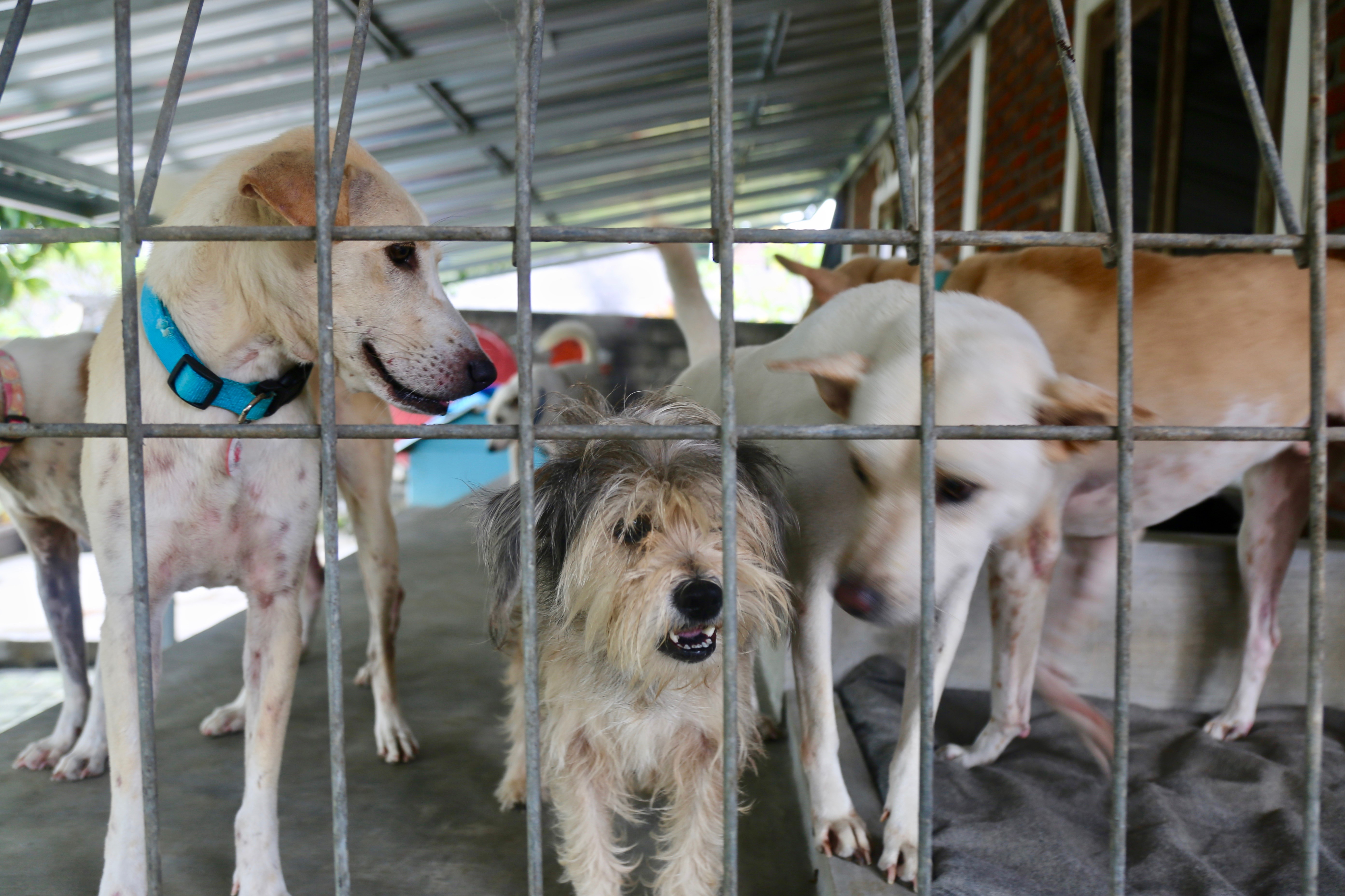 animal welfare animal sanctuary dogs