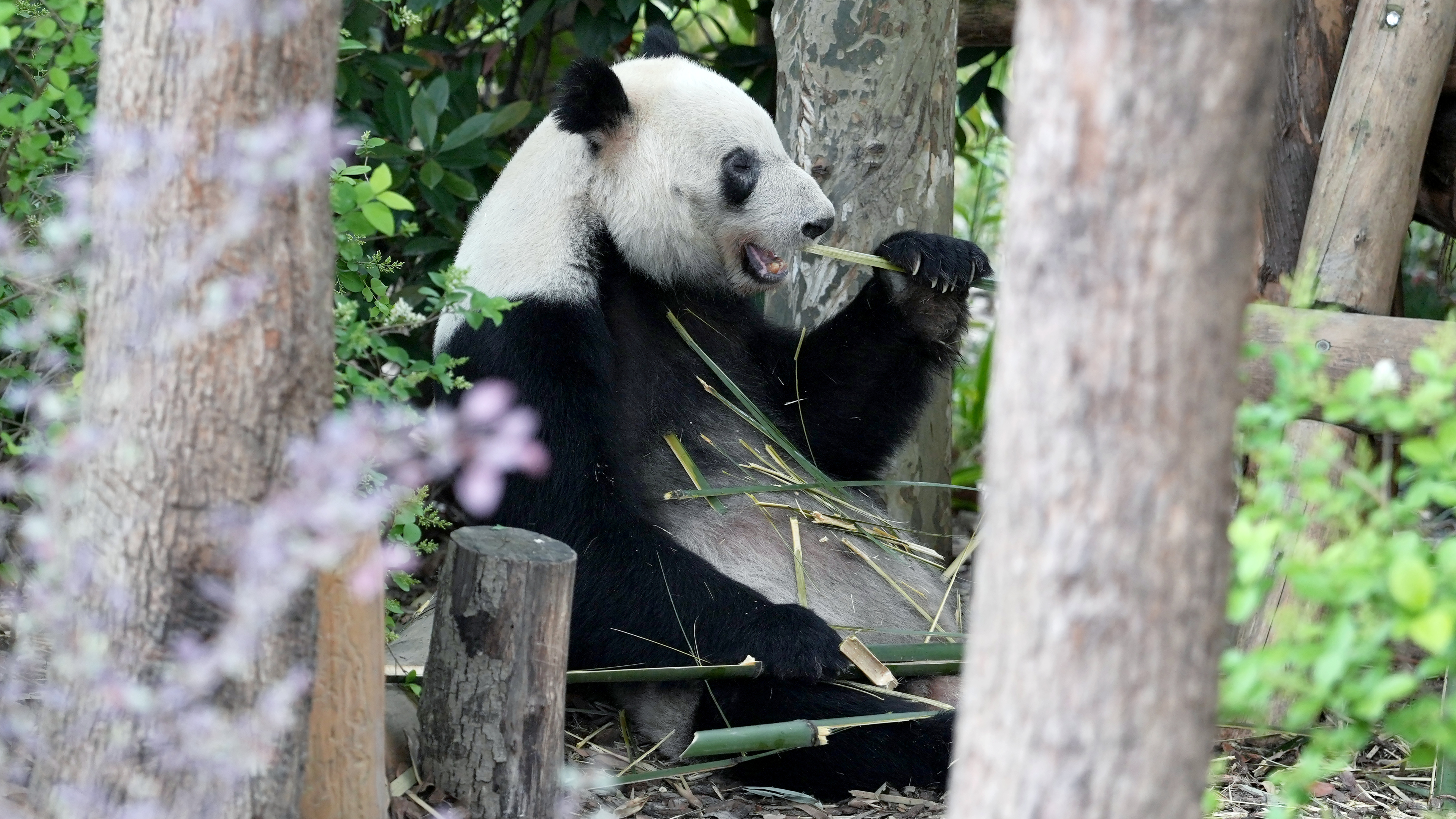 Taipei Zoo welcomes red pandas from China, first in over a decade