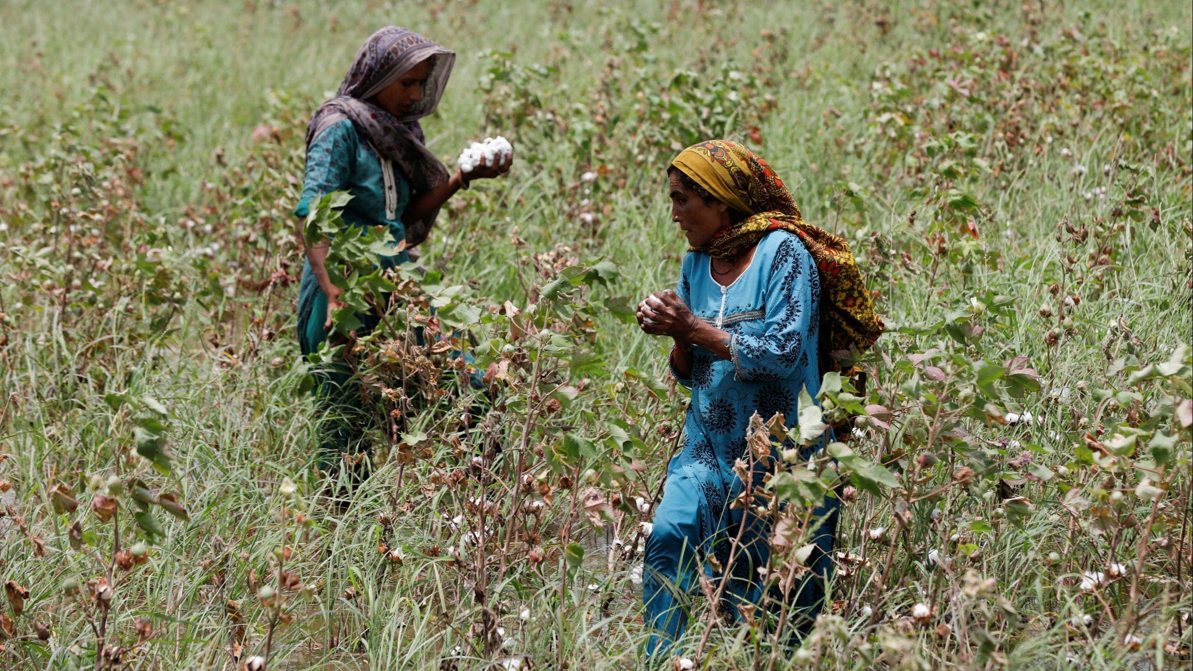 Pakistan's ancient cotton production declines, worsening trade deficit -  Nikkei Asia