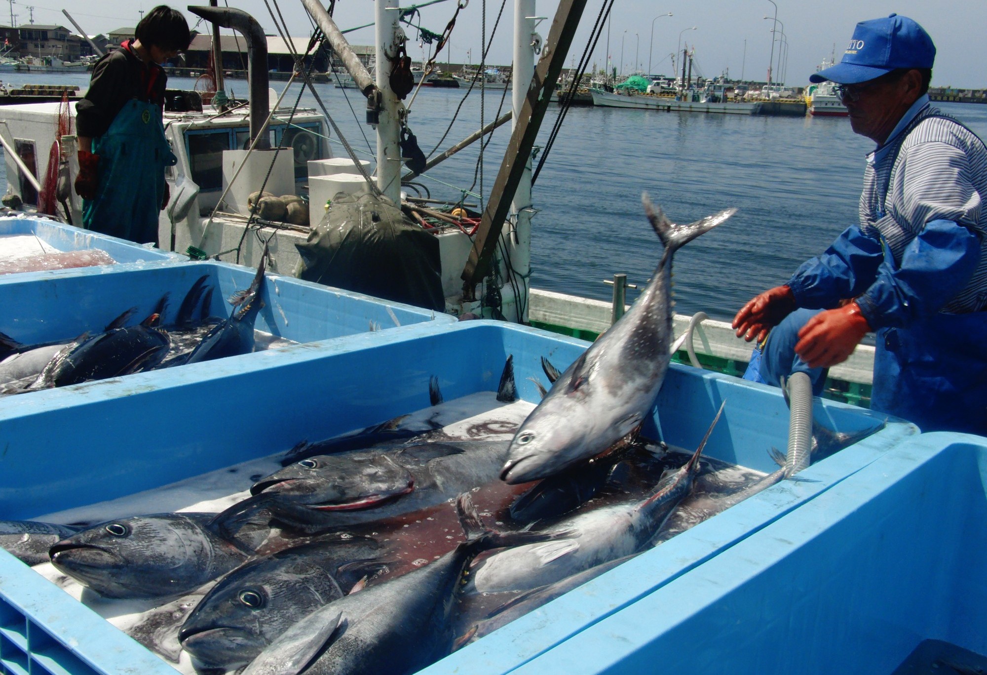 Japan to regulate net fishing of bluefin tuna Nikkei Asia