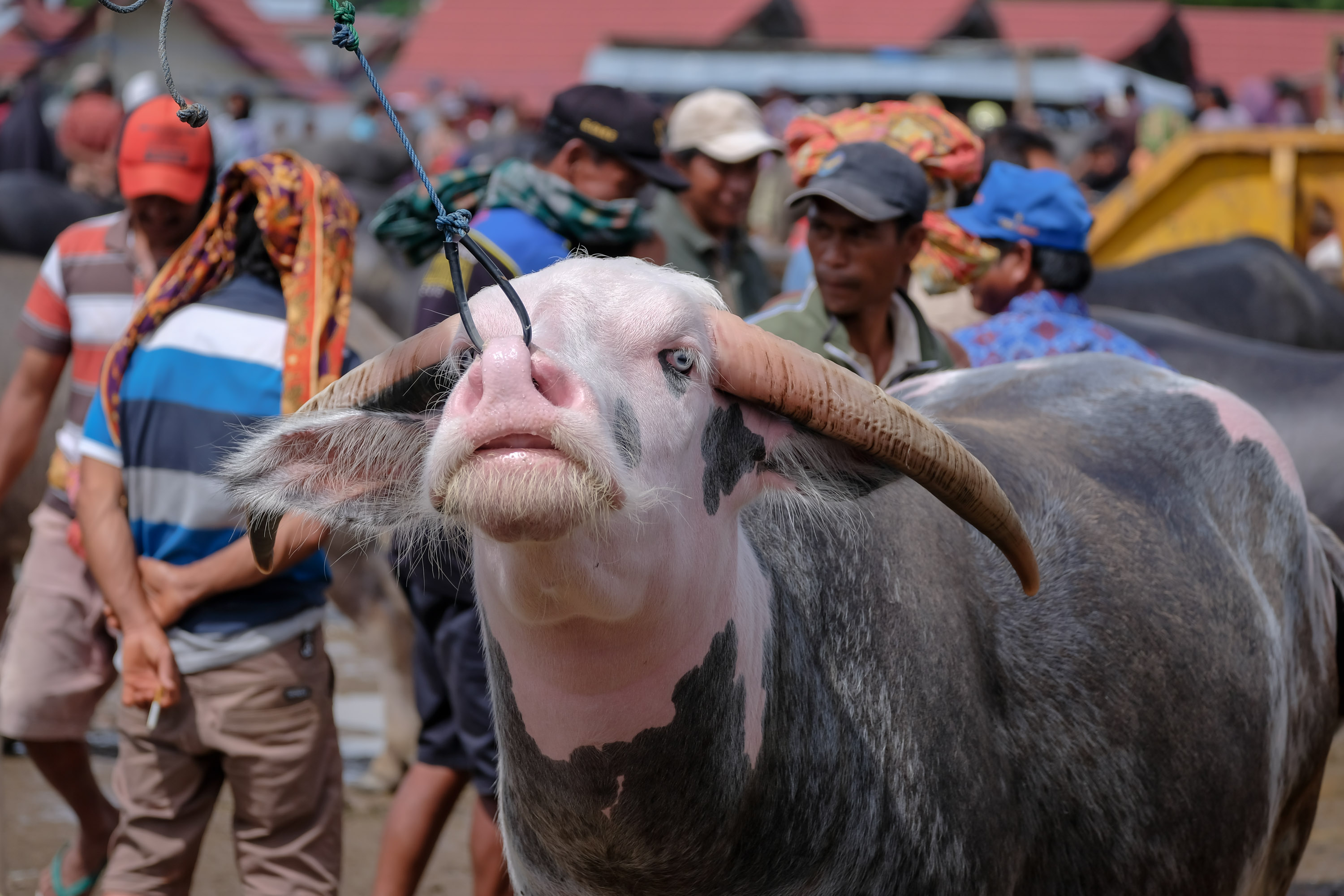https://cms-image-bucket-productionv3-ap-northeast-1-a7d2.s3.ap-northeast-1.amazonaws.com/images/8/9/1/8/13688198-2-eng-GB/20180418_toraja_tied-buffalo.jpg