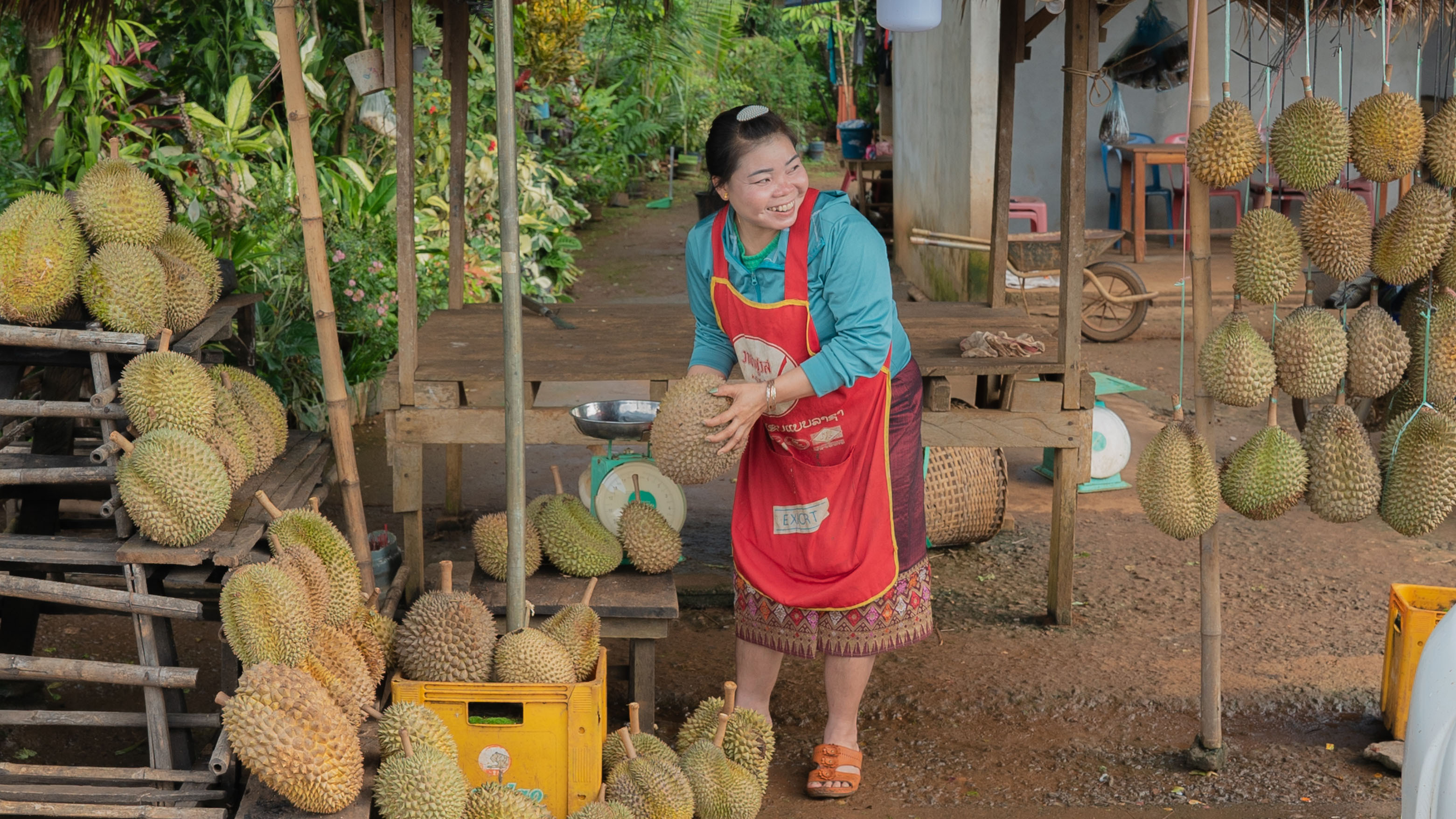 Laos durian dreams grow as plantations rise to feed China - Nikkei