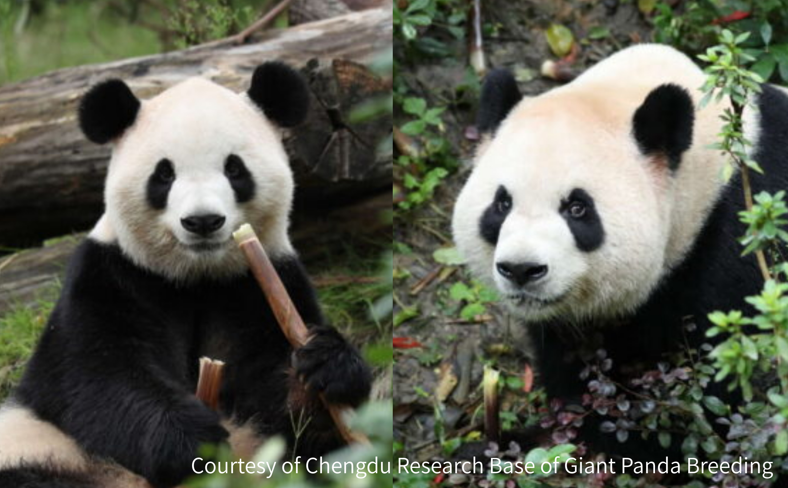 Taipei Zoo welcomes red pandas from China, first in over a decade