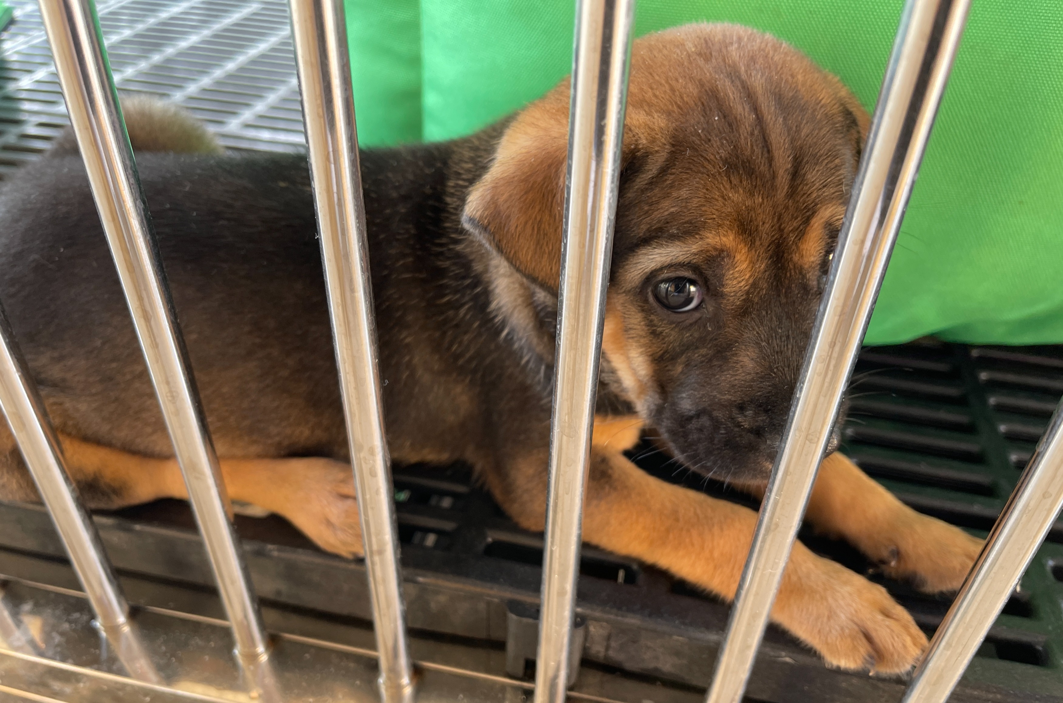 Philippine Animal Welfare Society Adopt A Dog Center Animal