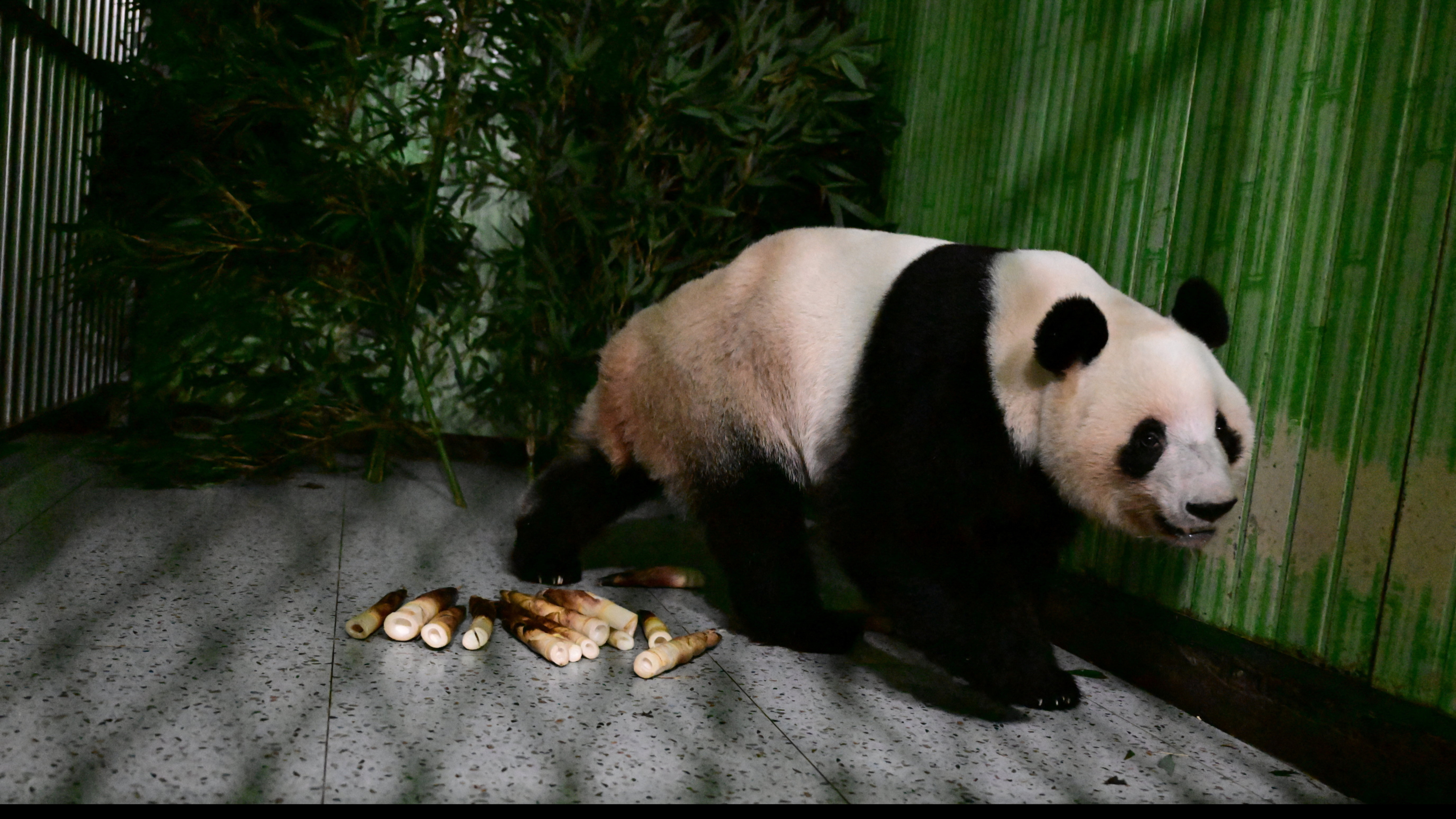 Taipei Zoo welcomes red pandas from China, first in over a decade